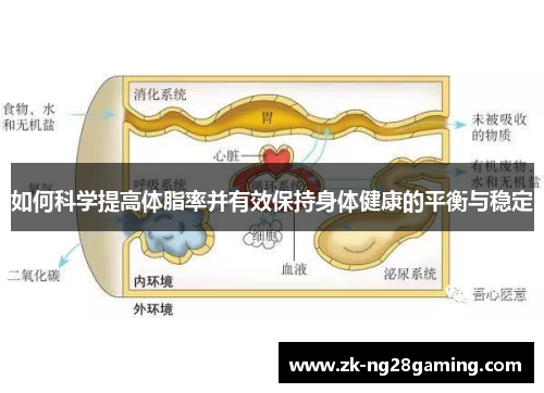 如何科学提高体脂率并有效保持身体健康的平衡与稳定