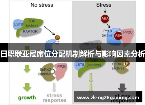 日职联亚冠席位分配机制解析与影响因素分析